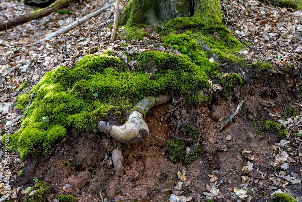 roots of a large tree in the forest covered with moss
roots of a large tree in the forest covered with moss