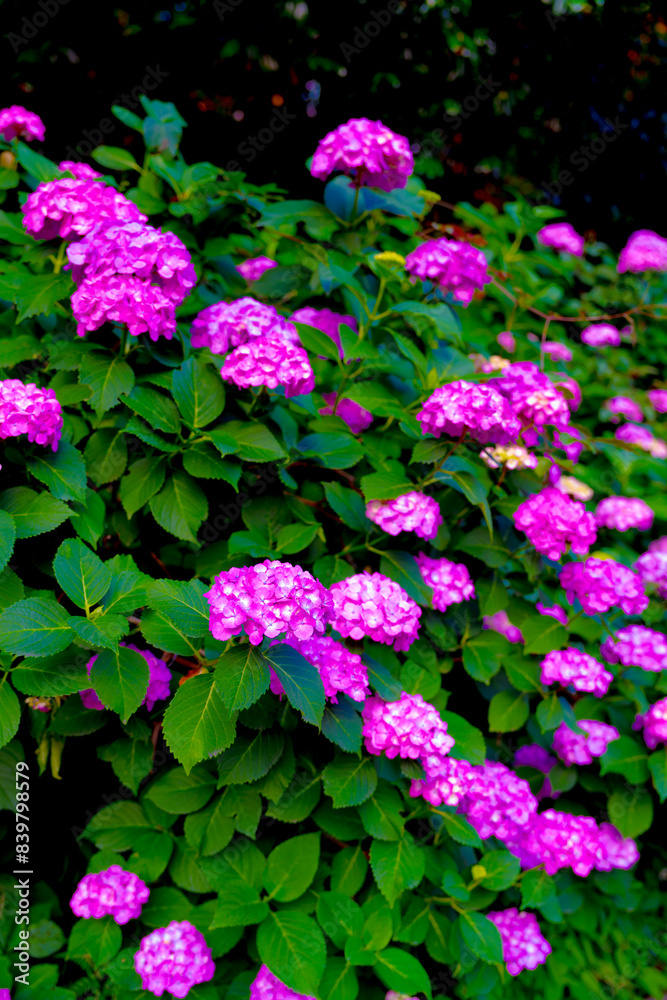 紫陽花 紫陽花