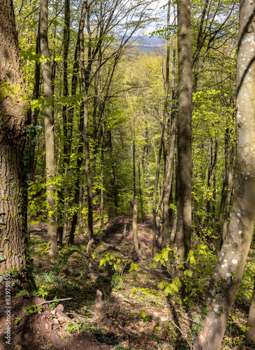 dark and old European forest with many tall trees 