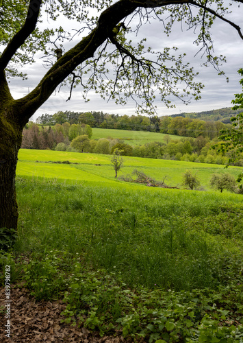 view from the forest near a tree to a green clearing 