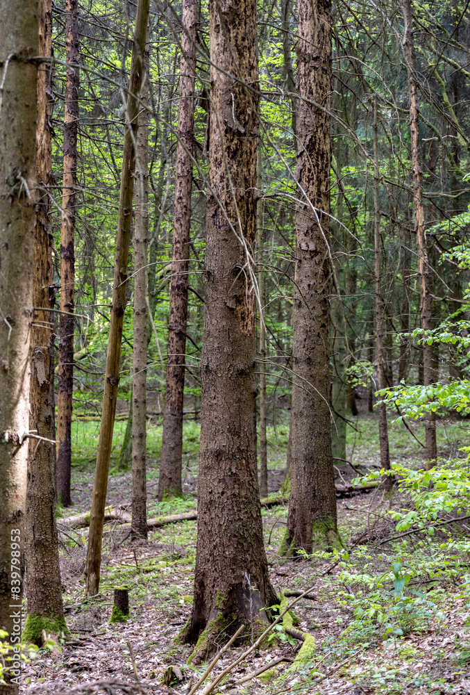 dark and old European forest with many tall trees
dark and old European forest with many tall trees
