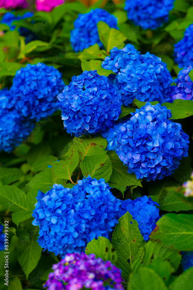 紫陽花 紫陽花