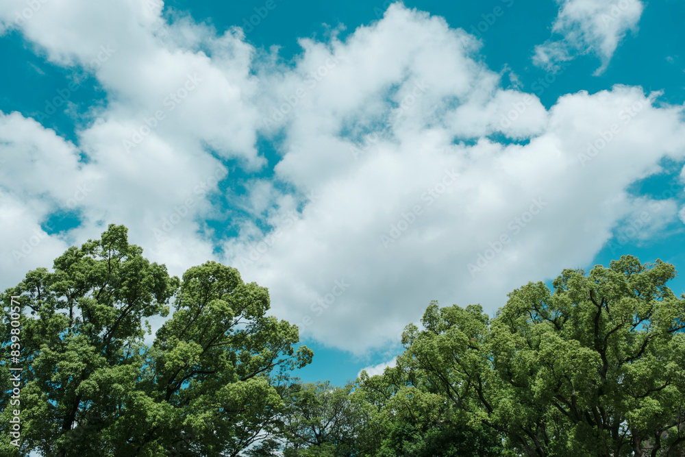 夏の青空と雲 並木道 夏の青空と雲 並木道