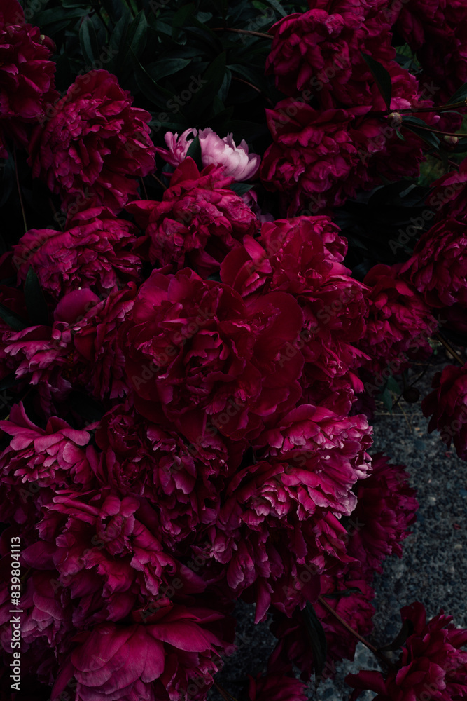 bush of dark pink peonies in May bush of dark pink peonies in May