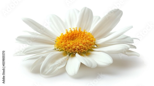 Daisy Bloom  A Versatile Package Design Element - Isolated on White Background