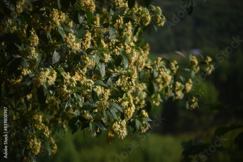 The tembusu tree with its flowers in the sunlight