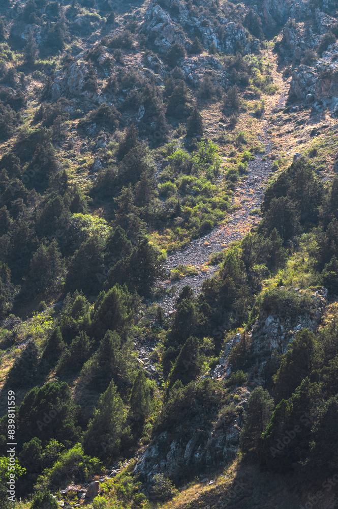 Fototapeta premium Pine trees on the mountainside with sunlight at sunset in summer