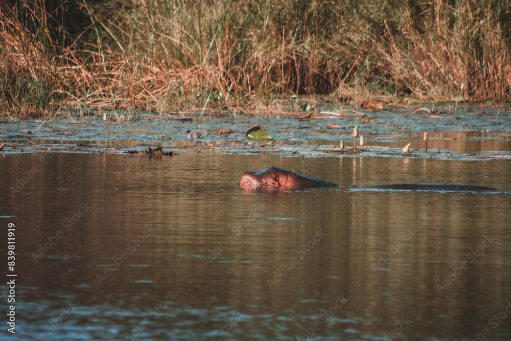 Hippo Surfacing in Tranquil Waters of Kruger Hippo Surfacing in Tranquil Waters of Kruger
