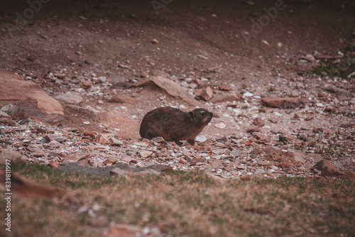 Rocky Hyrax in South African Wilderness