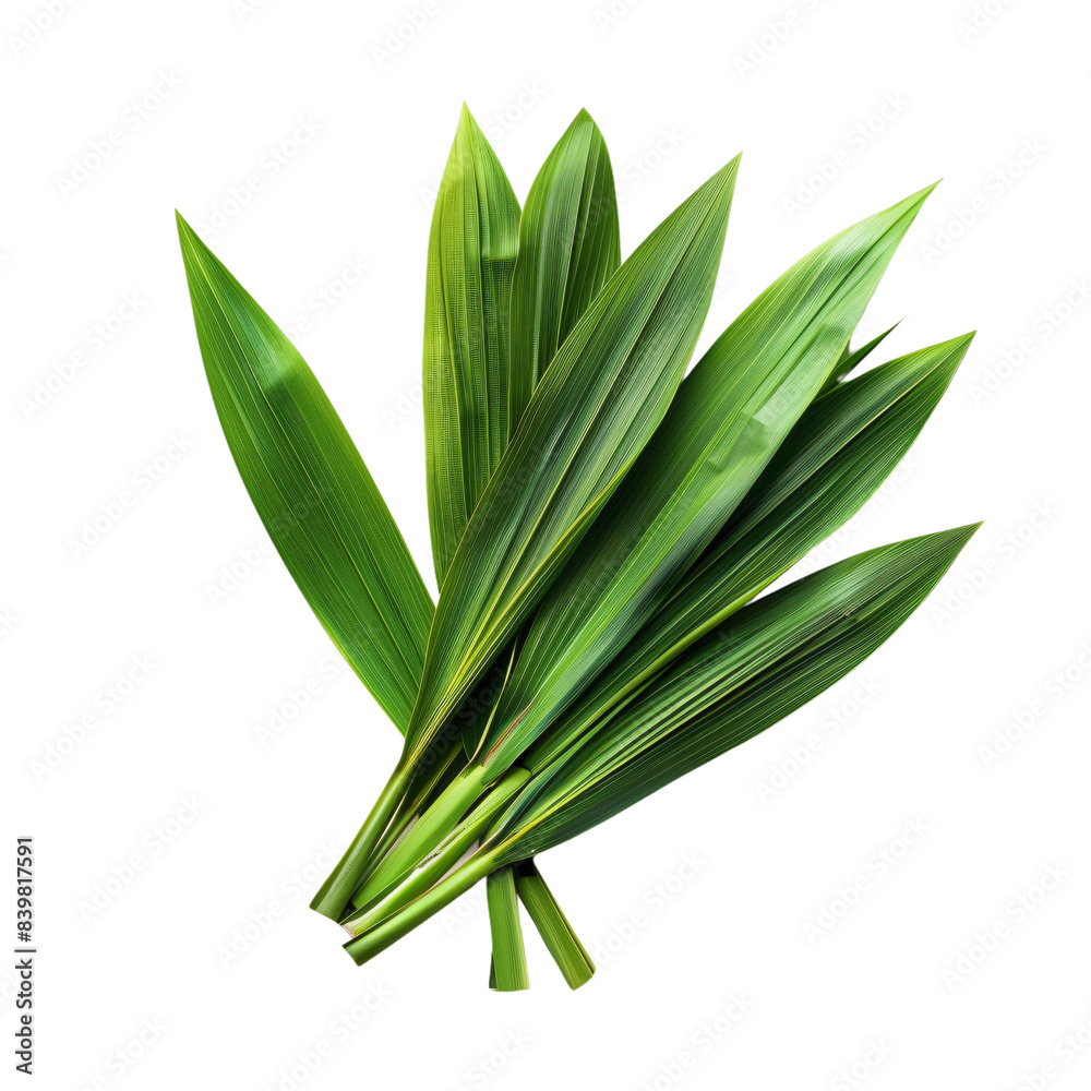 Close-up photo of fresh green pandanus leaves Isolated on a white background Close-up photo of fresh green pandanus leaves Isolated on a white background