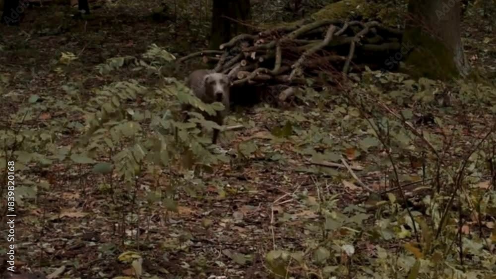 animal in the forest, Eternal Grace Captured in the Gentle Eyes of a Beautiful Dog's Portrait, dog running in the forest. animal in the forest, Eternal Grace Captured in the Gentle Eyes of a Beautiful Dog's Portrait, dog running in the forest.