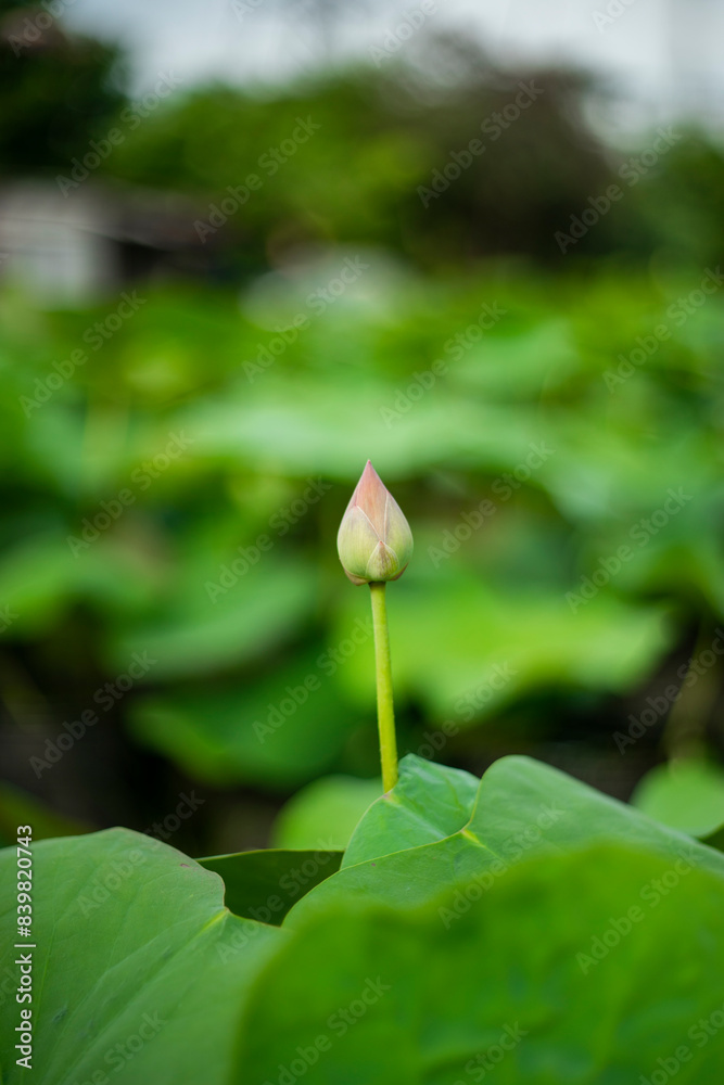 lotus of the Nile.the flowers, fruits, and sepals of both Nelumbo nucifera have been widely depicted as architectural forms in places lotus of the Nile.the flowers, fruits, and sepals of both Nelumbo nucifera have been widely depicted as architectural forms in places