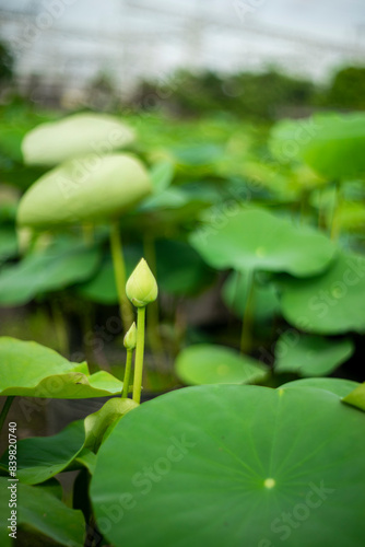  lotus of the Nile.the flowers, fruits, and sepals of both Nelumbo nucifera have been widely depicted as architectural forms in places