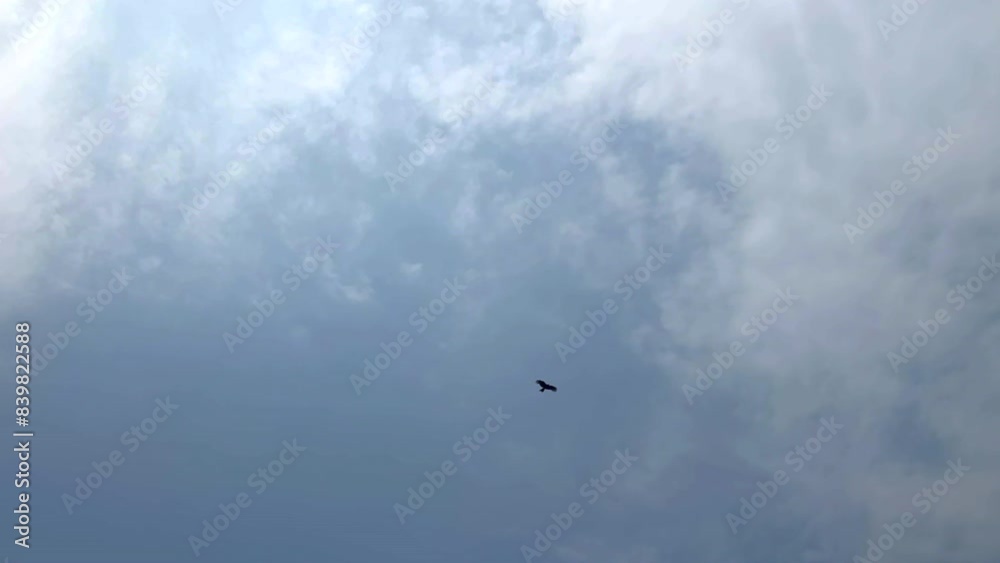 Eagle soaring high in the sky. Eagle flying high amongst the clouds. Eagle in flight. Nature. Environment. Wildlife. Eagle soaring high in the sky. Eagle flying high amongst the clouds. Eagle in flight. Nature. Environment. Wildlife.
