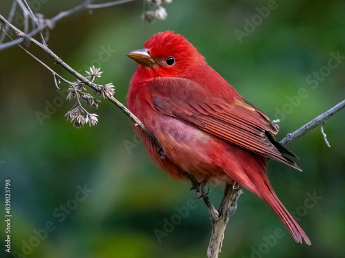 Red Bird Summer Tanager photo