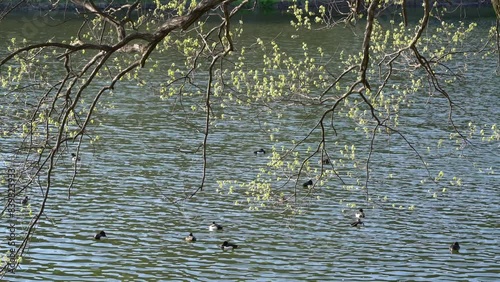 三ツ池公園の新緑と鴨がいる風景