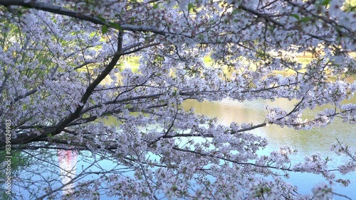 三ツ池公園の桜