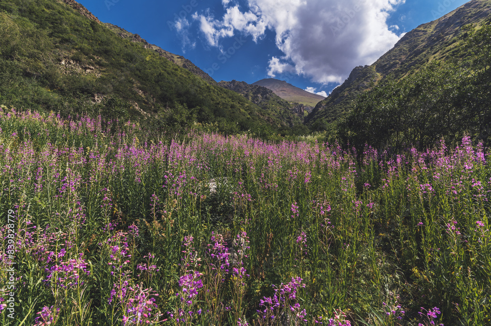 landscape with a field with blooming chamaenerion angustifolium, willow herb in the mountains in summer landscape with a field with blooming chamaenerion angustifolium, willow herb in the mountains in summer