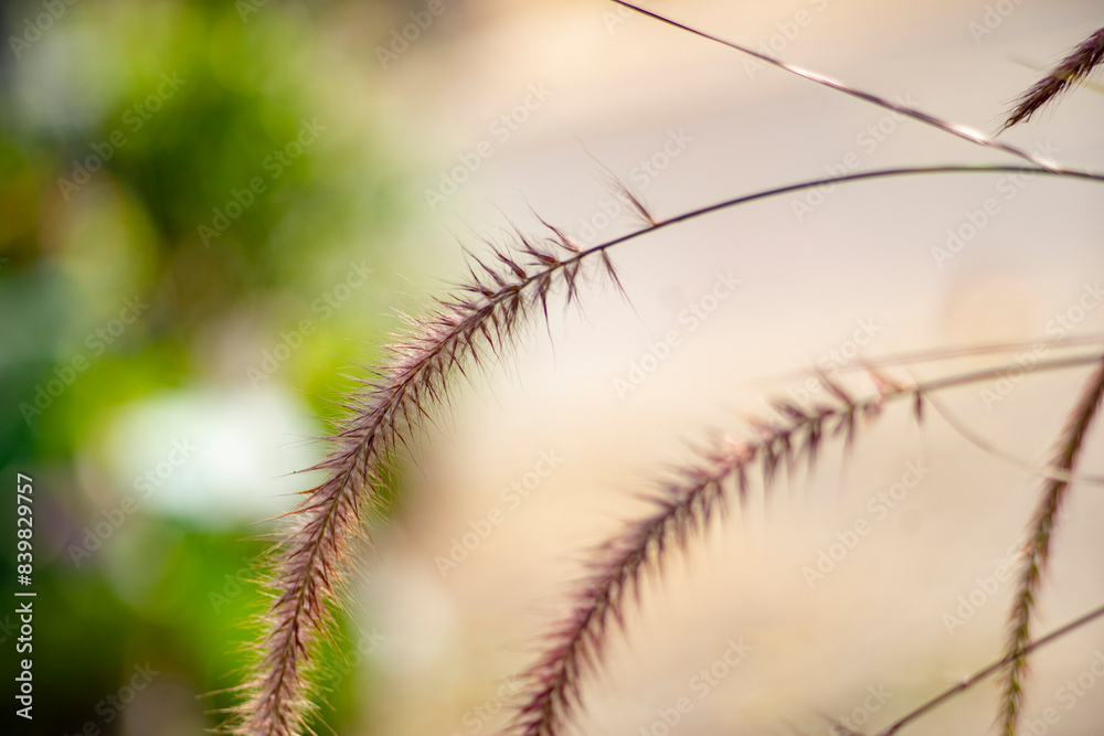 Pennisetum purpureum are often used as food supplements.ennisetum purpureum rarely lasting 1 or 2 years. Pennisetum purpureum leaves grow alternately, Pennisetum purpureum are often used as food supplements.ennisetum purpureum rarely lasting 1 or 2 years. Pennisetum purpureum leaves grow alternately,