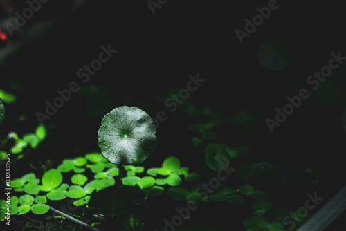 Lake Victoria in Africa.Pistia is now present, either naturally or through human introduction, in nearly all tropical and Pistia subtropical fresh waterways and Pistia is considered an invasive specie photo