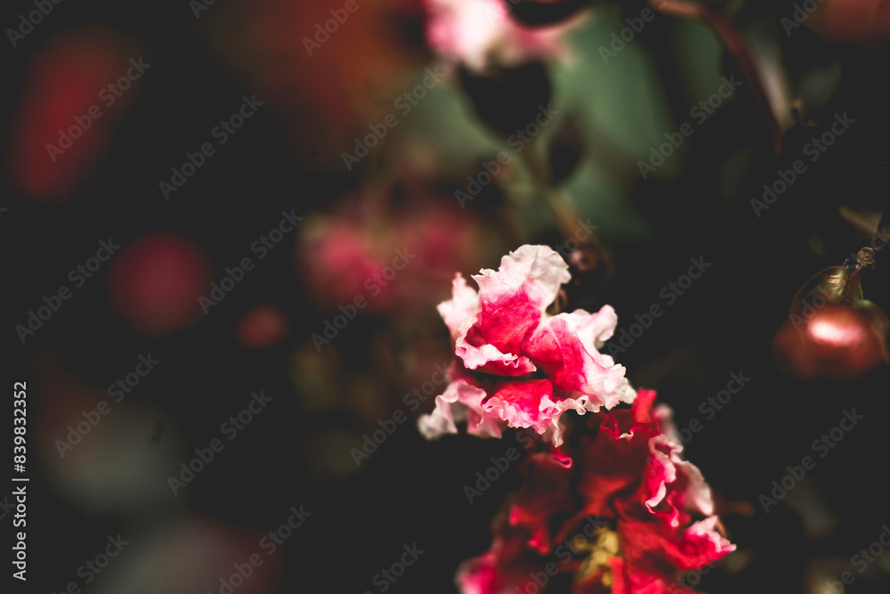 pinkish-gray and mottled, shedding each year. Leaves Lagerstroemia indica also shed each winter, after spectacular color display, and Lagerstroemia indica bare branches re-leaf early