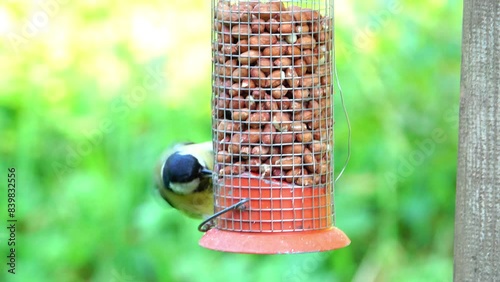 Great tit pecking voraciously at peanuts in a feeder suspended from a bird table. photo