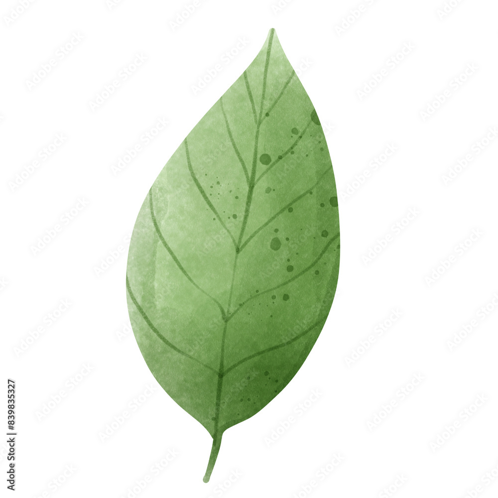 Fototapeta premium tropical leaf