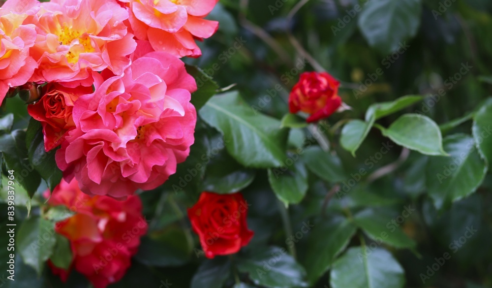 vibrant pink and red roses against dark green leaves, blurred background. gardening websites or articles, floral backgrounds for design projects, ads for beauty products, wellness services. vibrant pink and red roses against dark green leaves, blurred background. gardening websites or articles, floral backgrounds for design projects, ads for beauty products, wellness services.