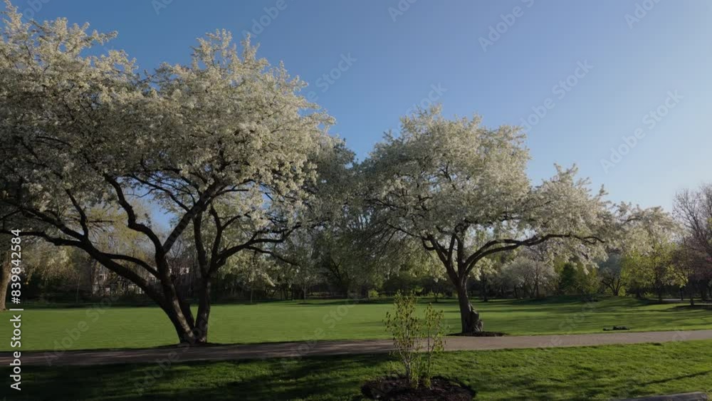Blooming white plum tree in spring on sunny time. Public park Blooming white plum tree in spring on sunny time. Public park