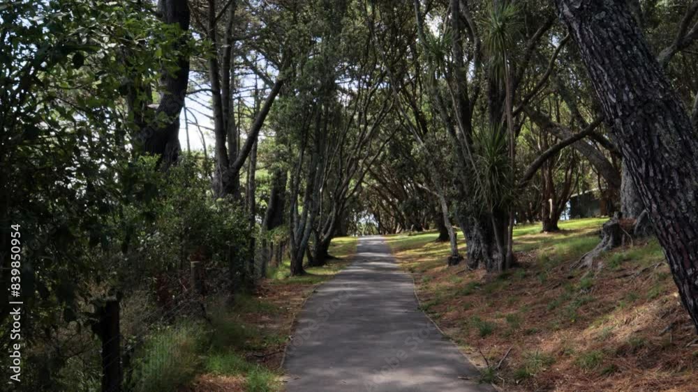 A path surrounded by trees from both side, beautiful peaceful nature in Auckland, New Zealand. A path surrounded by trees from both side, beautiful peaceful nature in Auckland, New Zealand.