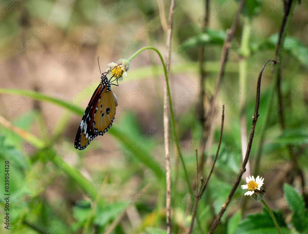 butterfly feeding on local flowers showing its long proboscis butterfly feeding on local flowers showing its long proboscis