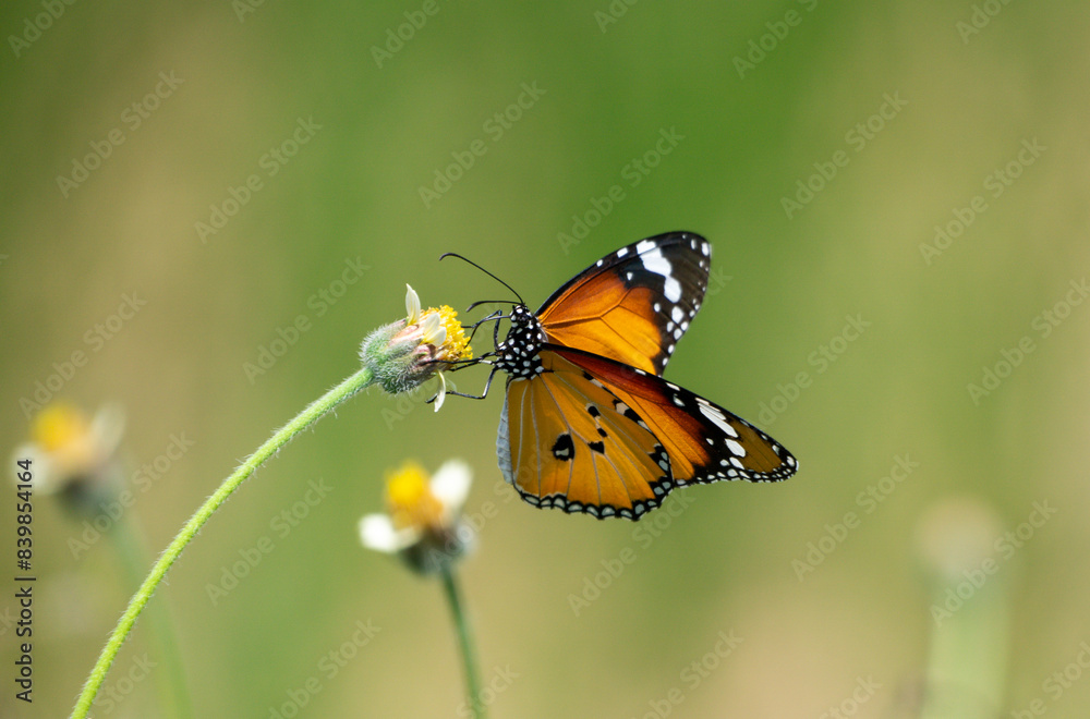 butterfly feeding on local flowers showing its long proboscis butterfly feeding on local flowers showing its long proboscis