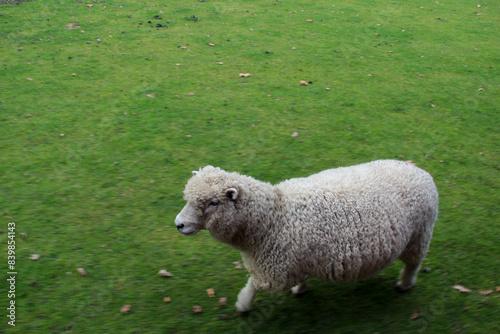 sheep in a field