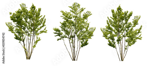 アカシデ3本セット樹木切り抜きセット透過PNG背景白