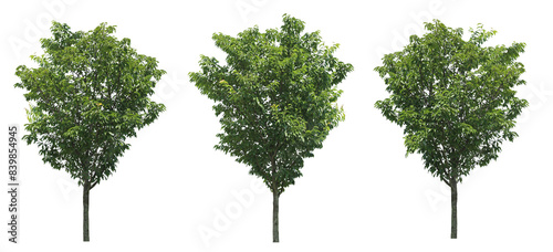 葉桜3本セット樹木切り抜きセット透過PNG背景白