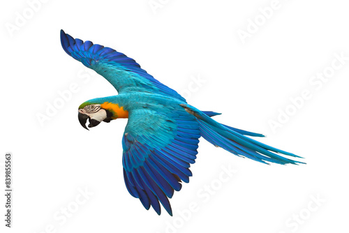 Colorful flying Blue and Gold Macaw parrot isolated on transparent background png file