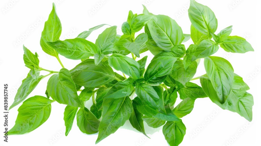 Thai basil branches with vibrant green leaves, isolated against white for clarity Thai basil branches with vibrant green leaves, isolated against white for clarity