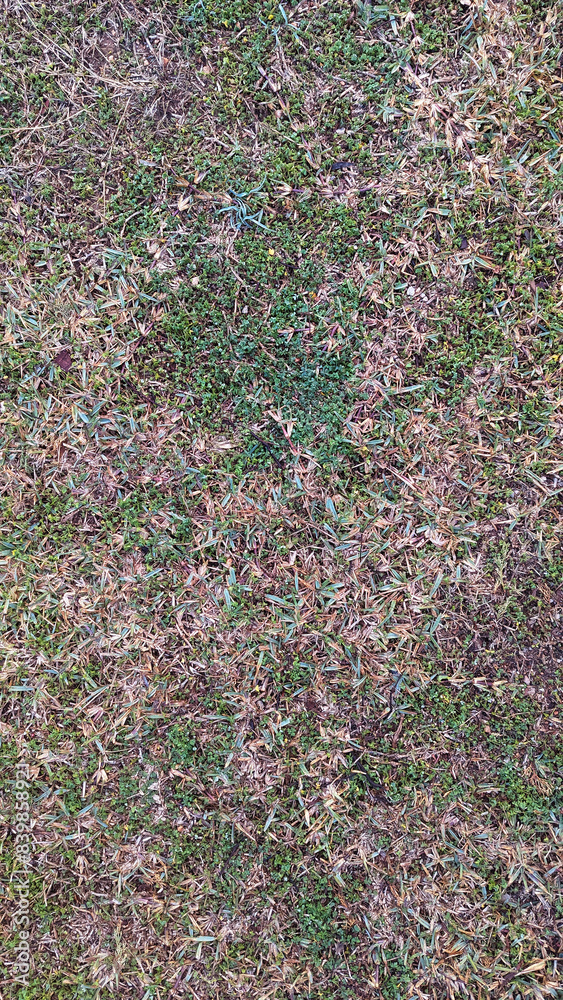 Beige brown natural dry garden lawn grass with green fresh clover invasive plant texture or background top view. Yard ground covered with groundcover plant overhead view. Lawn fungus infection. Beige brown natural dry garden lawn grass with green fresh clover invasive plant texture or background top view. Yard ground covered with groundcover plant overhead view. Lawn fungus infection.