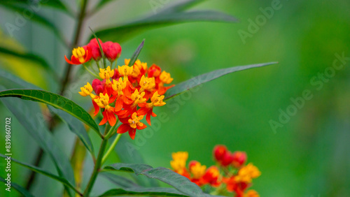 Asclepias curassavica (tropical milkweed, bloodflower or blood flower, cotton bush). Asclepias curassavica contains several cardiac glycosides photo