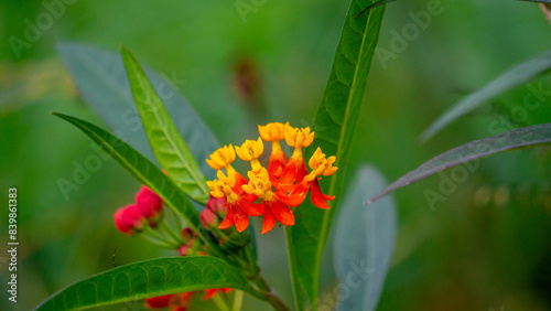 Asclepias curassavica (tropical milkweed, bloodflower or blood flower, cotton bush). Asclepias curassavica contains several cardiac glycosides photo