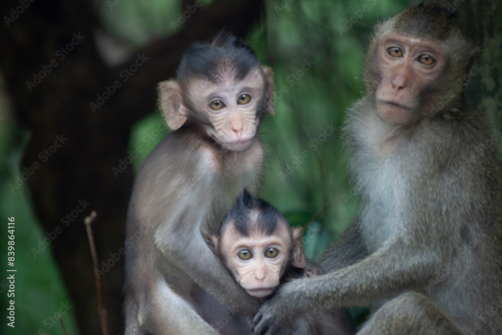 Fototapeta premium 可愛いサル