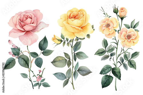 Rose flowers watercolor set. Collection of pink or red roses and yellow gold color branch leaves isolated on white background. Vector illustration
