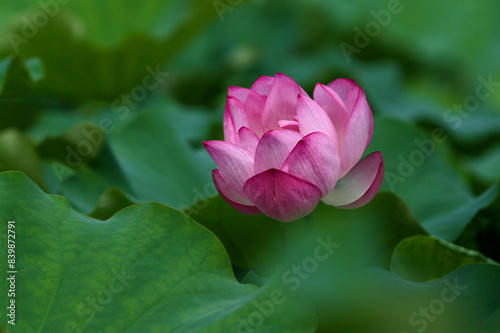 pink lotus flower