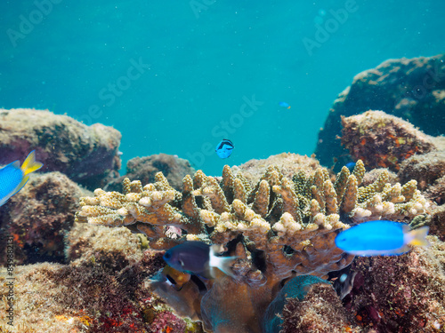                                                                                                                                                                                                                                                                   2022   9                   juvenile Palette surgeonfish  Fragtail surgeonfish   Heavenly Damselfish  Pomacentrus coelestis  an