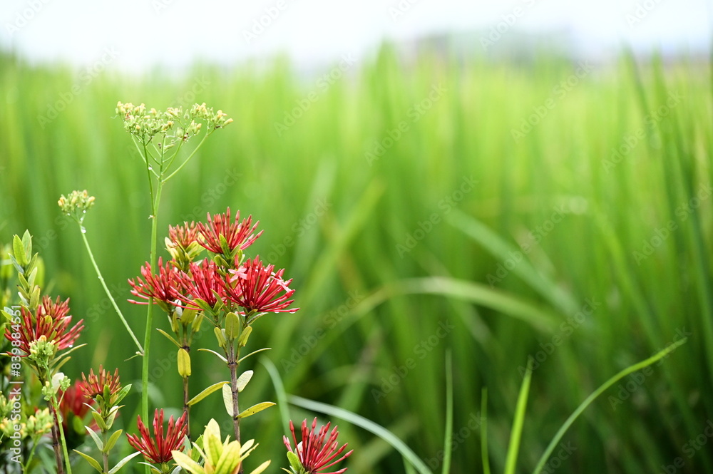 Daylight highlights the contrast between vivid red flowers and shallow depth green rice fields, creating a captivating visual composition. Daylight highlights the contrast between vivid red flowers and shallow depth green rice fields, creating a captivating visual composition.