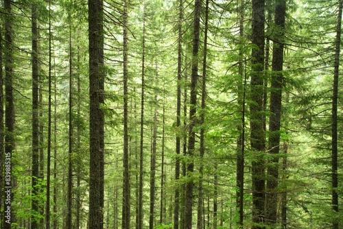 Light shining through branches and trunks of a dense pine woodland, turning the light green.