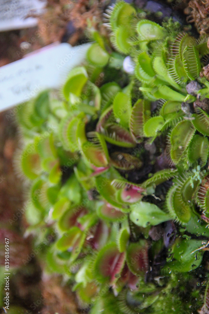 Venus flytraps in the jungle Venus flytraps in the jungle