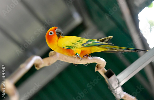 Yellow-orange-green parrots live in a large metal mesh cage on a blurred background. 