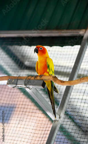 Yellow-orange-green parrots live in a large metal mesh cage on a blurred background. 