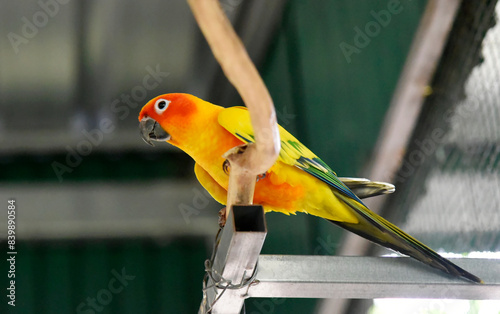 Yellow-orange-green parrots live in a large metal mesh cage on a blurred background. 